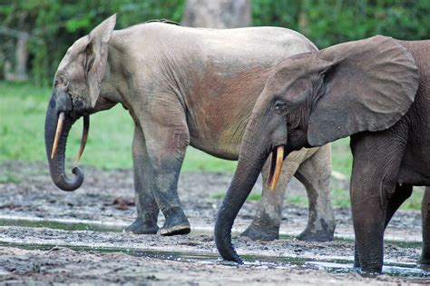 Forest Elephants Loxodonta Cyclotis In The Dzanga Sangha Flickr