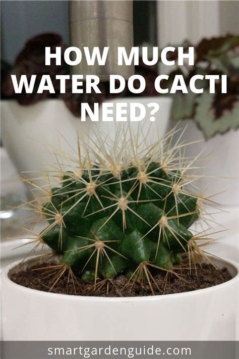 How Much Water Do Cacti Need Learn How To Water Your Cactus