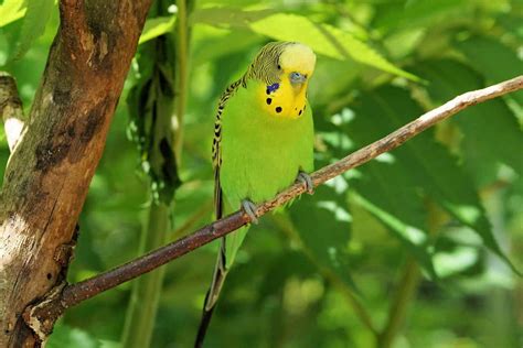 Budgerigar Colors And Their Variety Photo Album The Perruches
