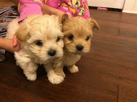 I kept telling him that his dog was out there and he'd find her when she was ready. Morkies Pet Dog Puppies For Sale in NY | Want Ad Digest ...