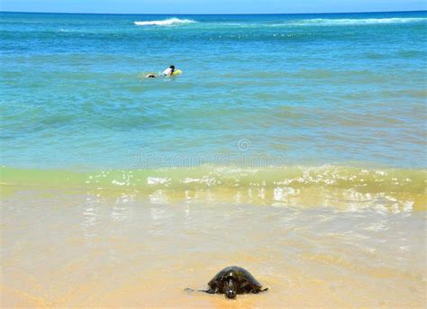 Turtle Laniakea Beach Hawaii Stock Photo Image Of Laniakea Oahu