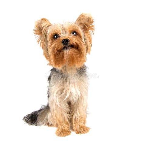 Yorkshire Terrier Stock Image Image Of Little Looking 59117347