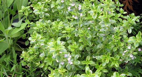 How To Grow Thyme Cambridge Garden Services