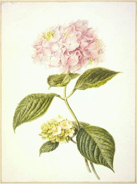 56 Best Hydrangeas Images Botanical Illustration Botanical Flowers