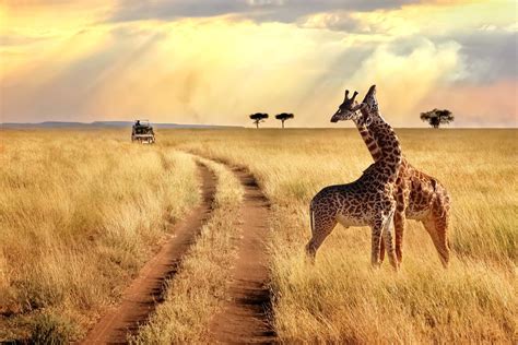 Les 5 Meilleurs Safaris En Afrique Exoticca Blog
