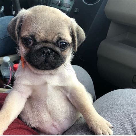 Pug Puppies For Sale Michigan City In 292359 Petzlover