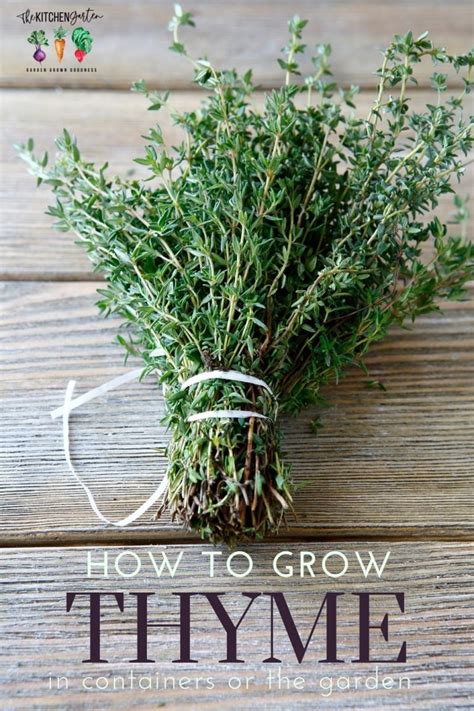 How To Plant Grow And Harvest Thyme The Kitchen Garten