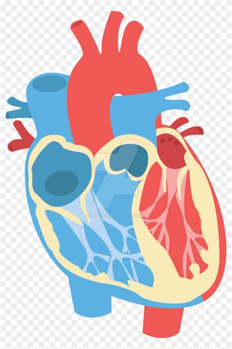 Human Heart Diagram By Classy Blue Human Heart Vector Png Free