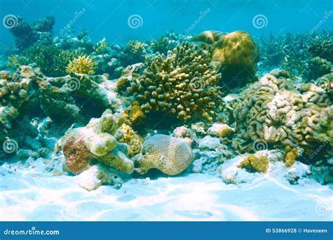 Coral Reef At Maldives Stock Photo Image Of Atoll Wildlife 53866928