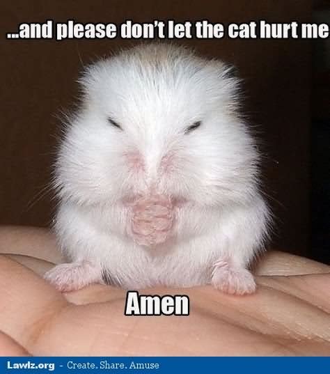 40 Very Funny Hamster Meme Images And Pictures