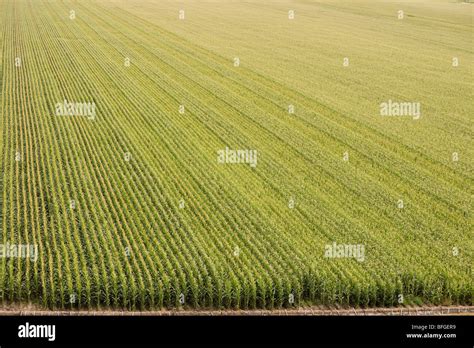 Aerial View Of An American Corn Maize Field With Irrigation In Summer