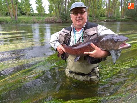 Hucho Hucho El Salmón Del Danubio Que Llegó Al Tormes Para Quedarse Salamancartv Al DÍa