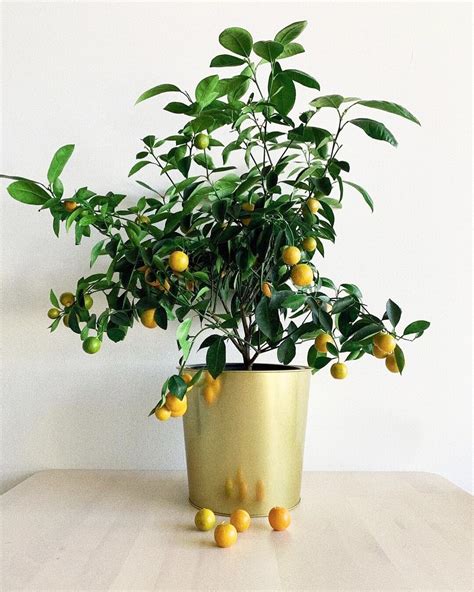 Calamondin Tree — Via Citrus