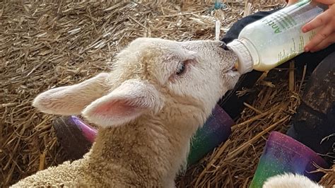 Lamb Bottle Feeding Mini Meadows Childrens Farm Northampton