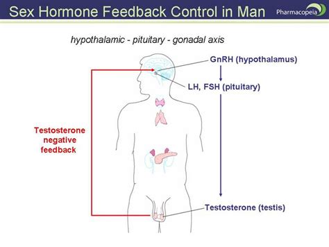 All About Testosterone What You Need To Know About The King Of Male Hormones Precision Nutrition