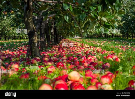 Katy Apple Harvest Somerset In Cider Apple Orchard Manager 5th Sept