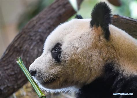Feature Vienna Warmly Welcomes Giant Panda From China Xinhua