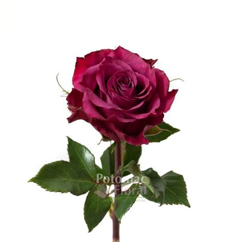 Rose Ascot Lavender 40 To 50cm Potomac Floral Wholesale