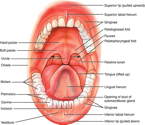 Oral Mucosa Anatomy Anatomy Book