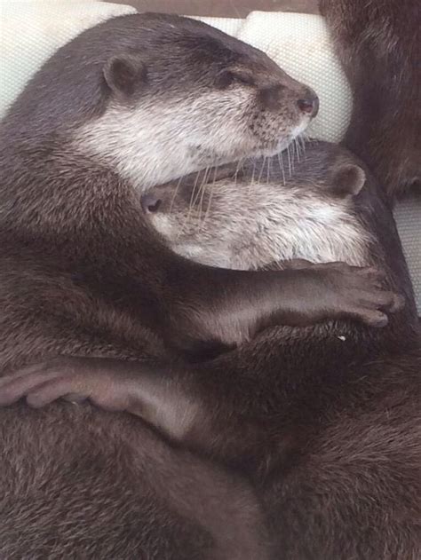 Lovely Otter Cuddles Otters Otter Love Cute Creatures