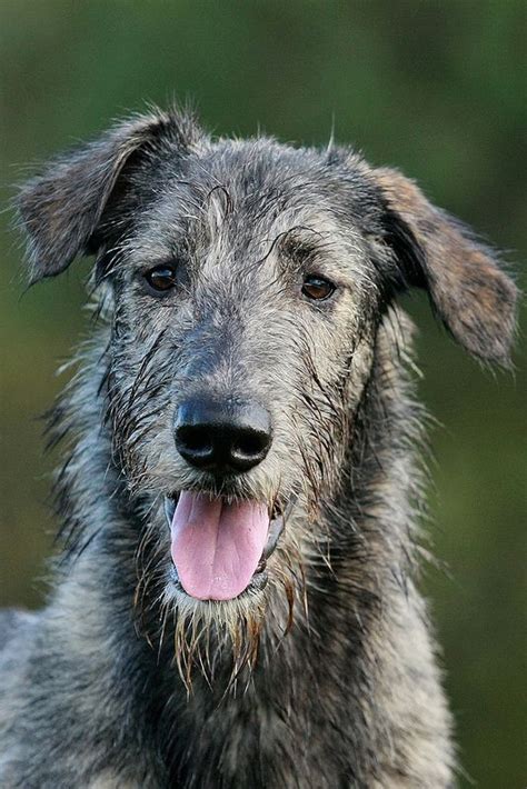 Scottish Deerhound ~ Resembling A Larger Coated Greyhound The