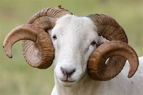 17 Hair Sheep Breeds That Dont Need Expensive Shearing