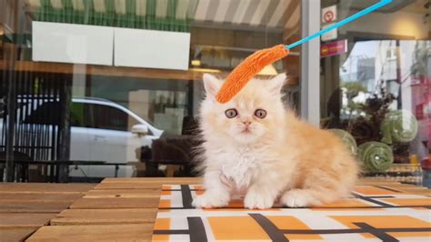 British Short Hair Kitten Video So Lovely Cat Teacup Puppies