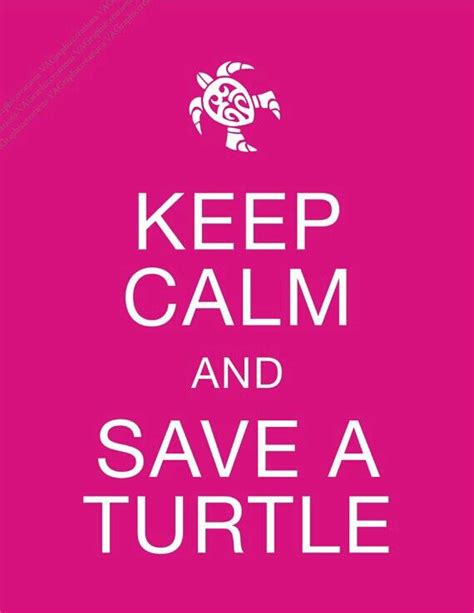 Turtle Love Keep Calm Calm Keep Calm And Love