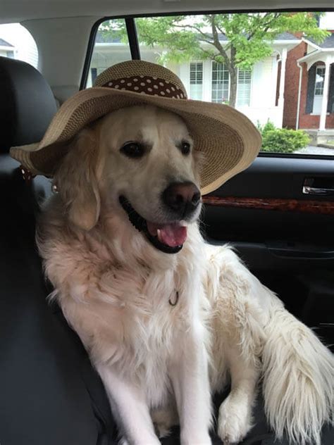 27 Funny Dogs Wearing Hats Caps And Visors √ Photos And Videos Homemade Diy Party Hats For Dogs