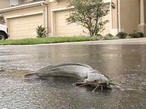Report From The Florida Zone The Walking Catfish