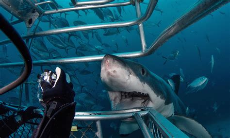 How Cage Diving May Lead To Great White Sharks Going Hungry