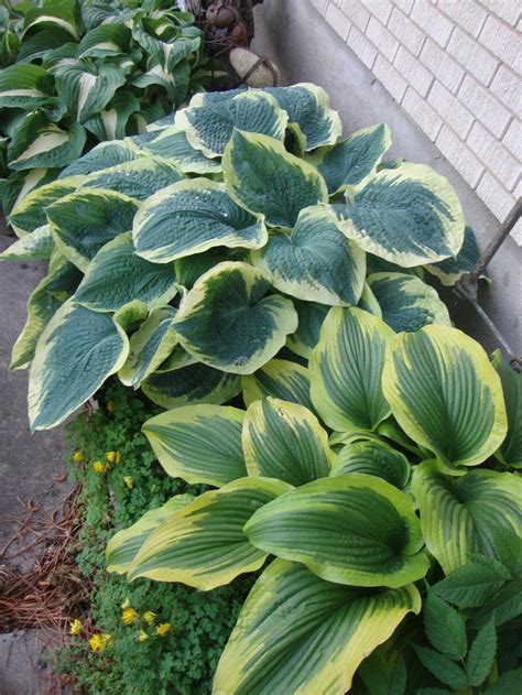 Hostas Are Wonderful In Containers→love Growing Hosta In Containers