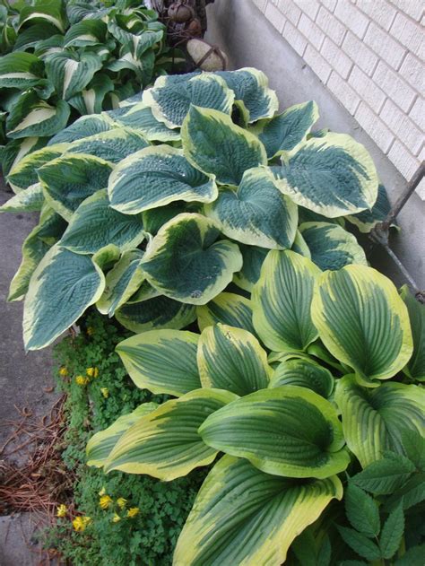 Divide hostas into pieces with eyes or growing points. Hostas Are Wonderful in Containers - Garden.org
