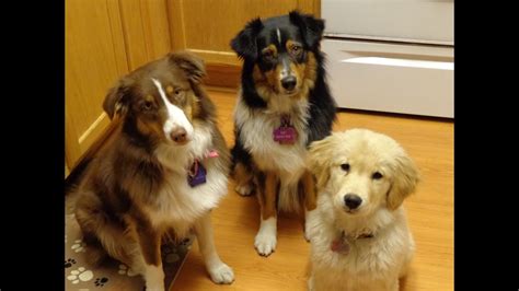 Golden Retriever Australian Shepherd Mix Puppies