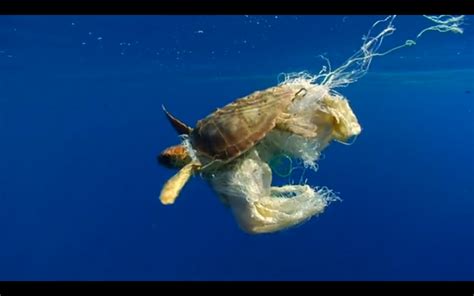Sea Creatures Caught In Plastic