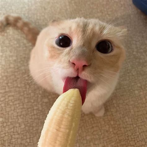 Did You Know That Cats Eat Bananas