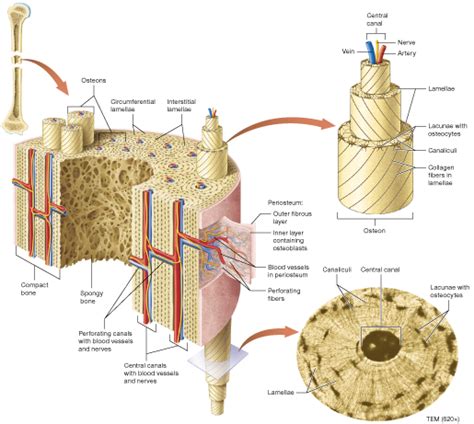 Anatomy Compact Bone Diagram Labeled Bone Model Label