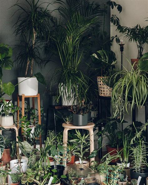 22 How To Decorate A Room With A Jungle Theme Vintagetopia Plants