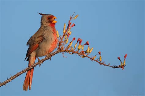 Pyrrhuloxia In Nice Light 556am And This Desert Bird On O Flickr