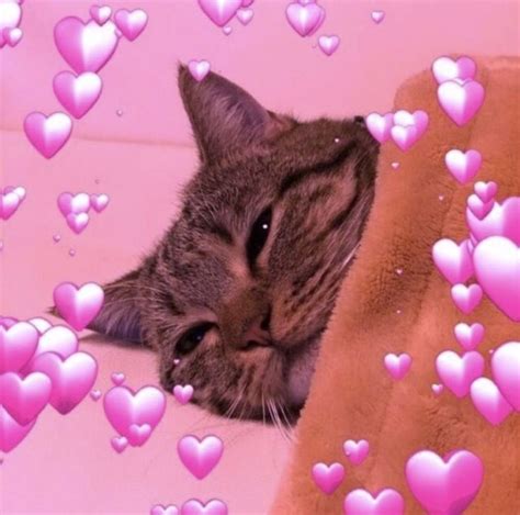 Pin By Secret Shoot Schecret Shoot On Heart Emoji Cute Cat Memes