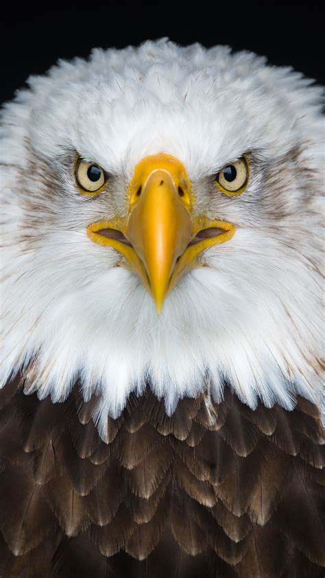 Download Wallpaper 2160x3840 Bald Eagle Eagle Bird Predator Samsung