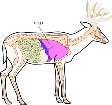 Deer Anatomy Organs