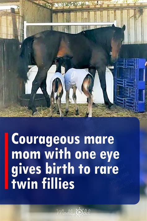 Courageous Mare Mom With One Eye Gives Birth To Rare Twin Fillies