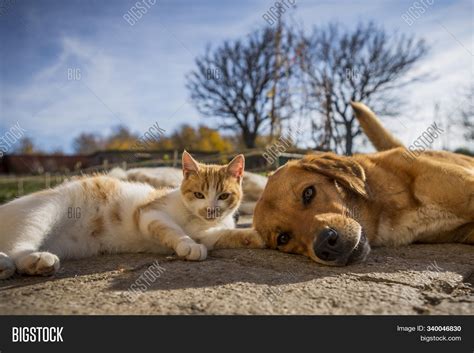 Dog Cat Play Together Image And Photo Free Trial Bigstock