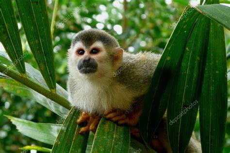 Precioso Mono Ardilla En El Parque Nacional Manuel Antonio Costa Rica