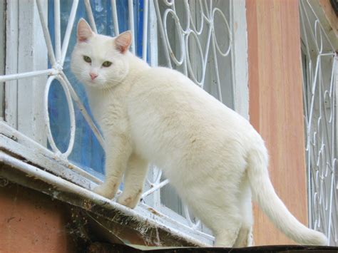 Beutiful White Cat Information And Latest Hd Pictures