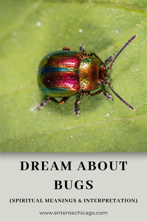 Dream About Bugs Spiritual Meanings And Interpretation