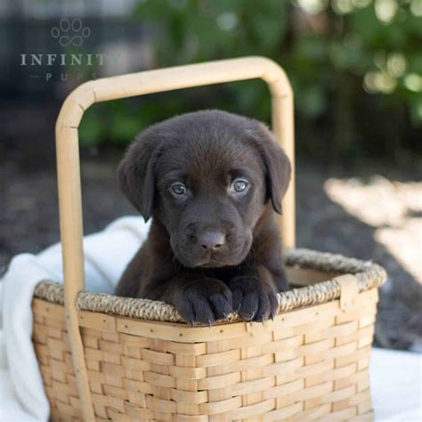 Labrador Retriever Chocolate Puppies For Sale Adopt Your Puppy