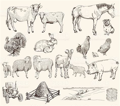 Farm Animals Set Of Vector Sketches On A White Background Sheep