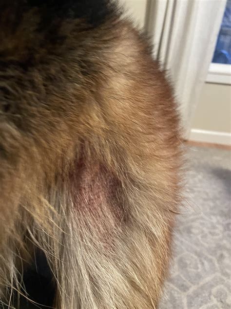My Dog Has A Slowly Growing Dry Patchrash On The Upper Inside Of His